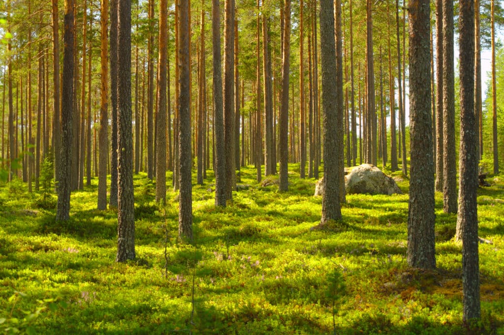 Sunny,Pine,Forest,In,Northern,Finland